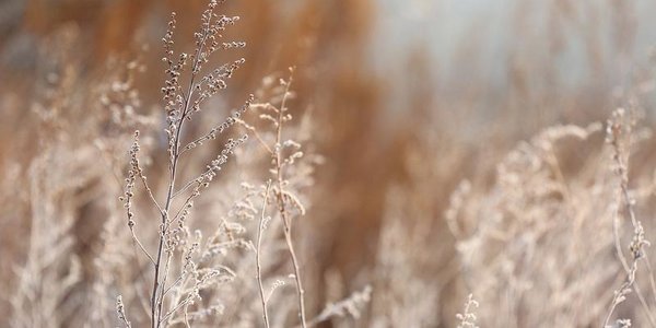 На следующей неделе в Приморье будет преобладать холодная погода