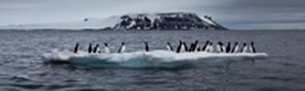 У Земли Франца-Иосифа обнаружены новые виды животных