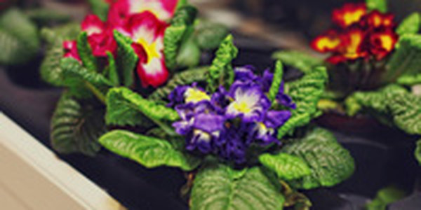 7, 8 и 9 мая в Ботаническом саду пройдет весенняя ярмарка цветов