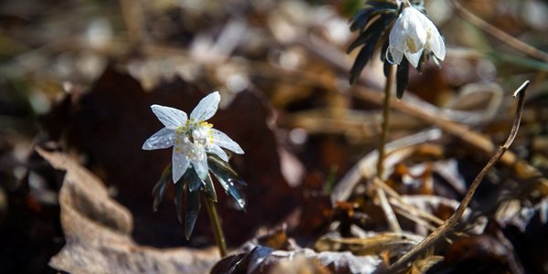 Климатический портрет апреля в Приморье