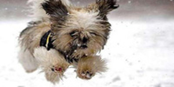 Собака заставила хозяина купить выигрышный лотерейный билет