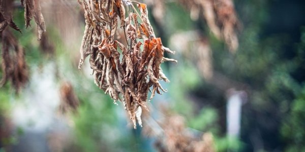 Похолодание пришло в Приморье вместе с осенним дождём