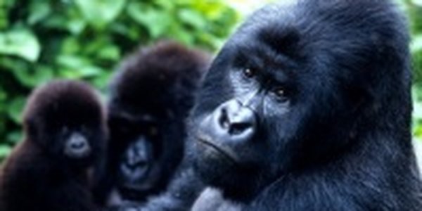 Список WWF: Виды на грани выживания 2010 (ФОТО)