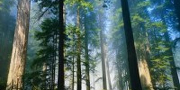 В борьбе с глобальным потеплением Китай посадит 2.5 млрд деревьев