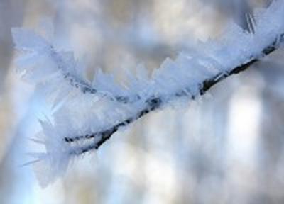 Вторая декада января в Приморье выдалась умеренно-морозной