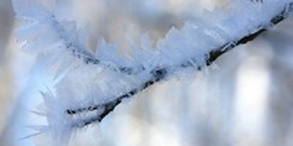 Вторая декада января в Приморье выдалась умеренно-морозной