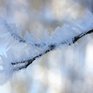 Вторая декада января в Приморье выдалась умеренно-морозной