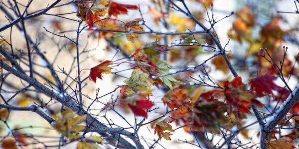 В средней полосе России погода предзимья наступила почти на два месяца раньше