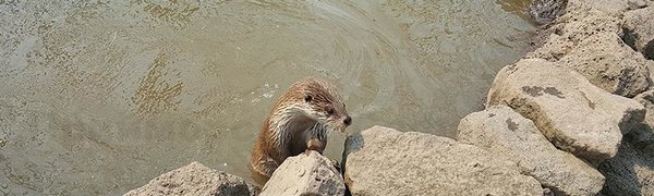 Выдрёнок Зубарик стал новой звездой Приморского сафари-парка
