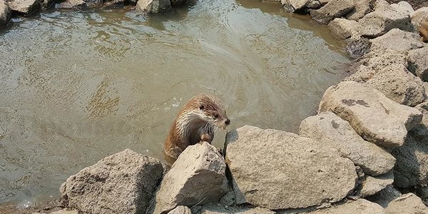 Выдрёнок Зубарик стал новой звездой Приморского сафари-парка