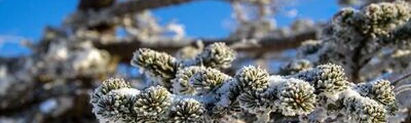 Холодная зимняя погода пришла в Приморье на выходных