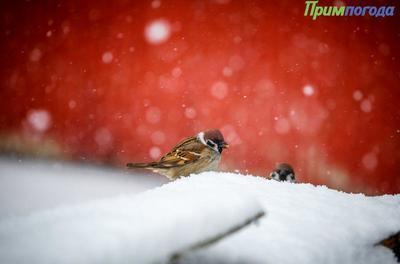 День 15 декабря стал самым холодным во Владивостоке с начала зимы