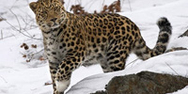 Леопарду в белых «перчатках» выбрали имя