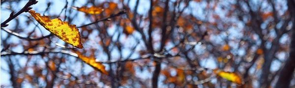 Синоптики рассказали о погоде в Приморье на праздничные выходные