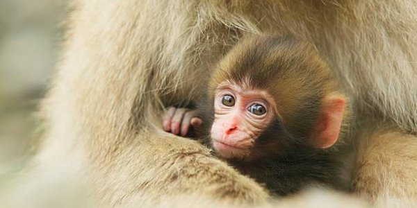 Популяция диких животных сократилась на 60 % за 40 лет