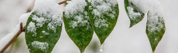 В ночь на четверг на севере Приморья возможен небольшой снег