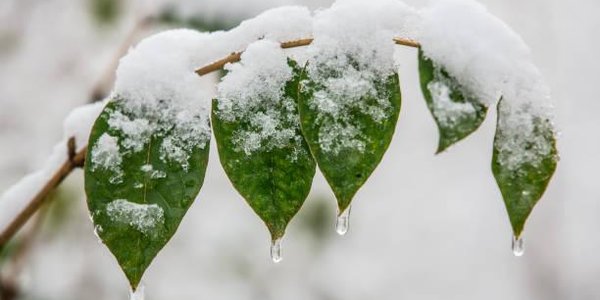 В ночь на четверг на севере Приморья возможен небольшой снег
