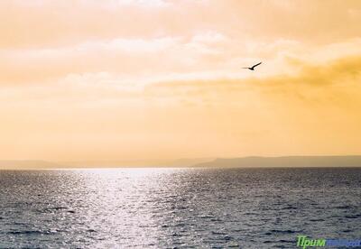 Вместе с теплом на побережье Приморья пришла 90 % влажность