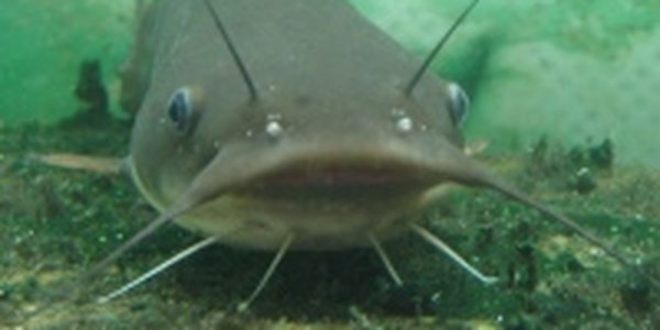 Гигантский сом тянет на тысячу евро