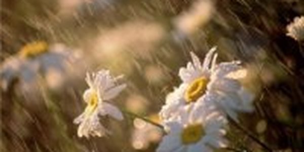 В выходные дни в Приморье прошли дожди