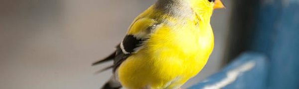 Главным цветом осени стал канареечно-жёлтый