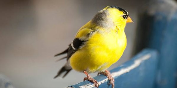 Главным цветом осени стал канареечно-жёлтый