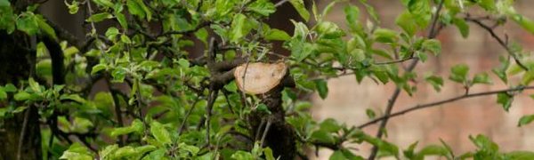 Во Владивостоке с начала года повреждено и незаконно вырублено свыше 1 600 деревьев