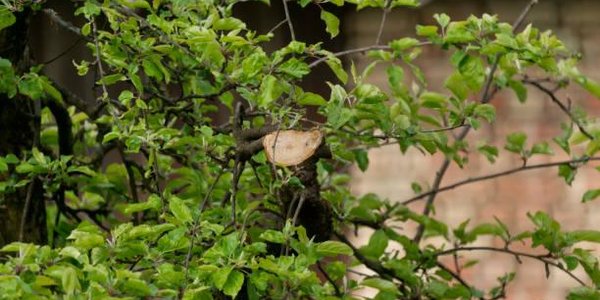 Во Владивостоке с начала года повреждено и незаконно вырублено свыше 1 600 деревьев