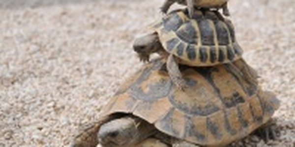 Филиппины: бэби-бум черепашек