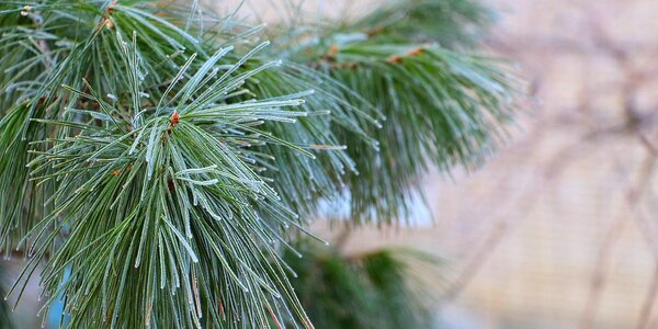 Во вторник существенных изменений в погоде не ожидается