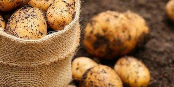 Циклон подтопил сою, овощи и картофель в Приморье