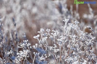 К концу января температура в Приморье приблизится к норме