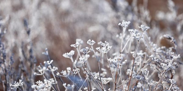К концу января температура в Приморье приблизится к норме