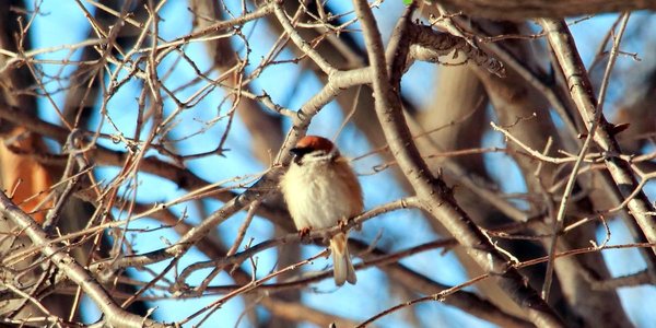 На следующей неделе в Приморье потеплеет на 3–5 градусов