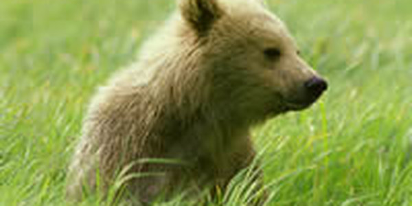 Медвежонок пришел к людям, чтобы остаться