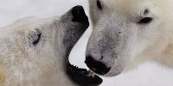 Зимние игры белых медвежат