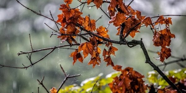 В ближайшие сутки в Приморье пройдут дожди