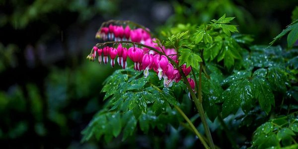 В понедельник в Приморье пройдут дожди, в отдельных районах ливни с грозами