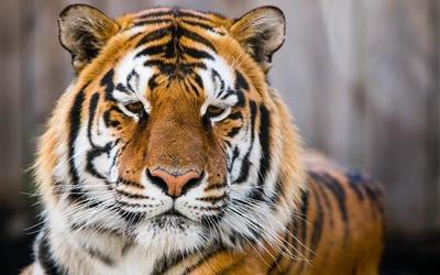 На улицах Владивостока заметили амурского тигра