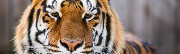 На улицах Владивостока заметили амурского тигра