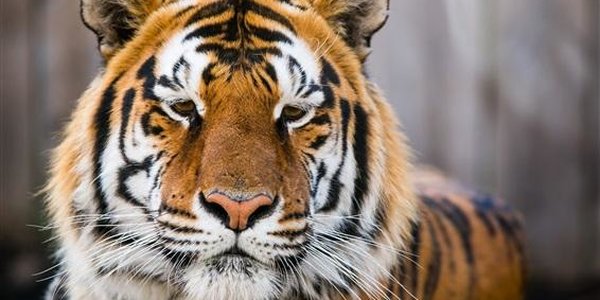 На улицах Владивостока заметили амурского тигра