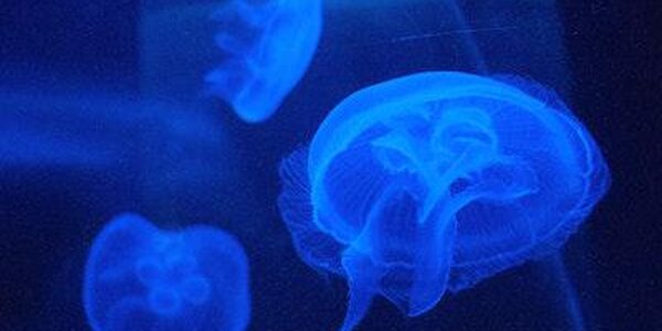 Огромная медуза напугала хабаровчан в Приморье