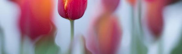 Во Владивостоке распустились первые тюльпаны