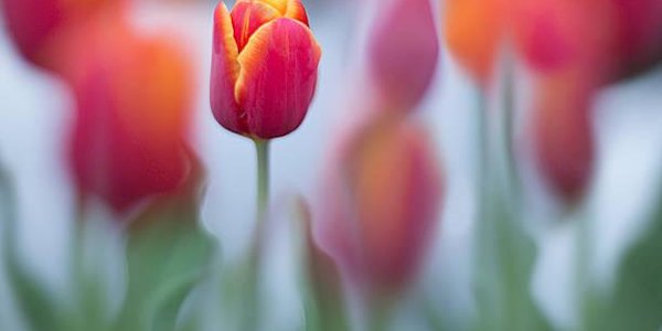 Во Владивостоке распустились первые тюльпаны