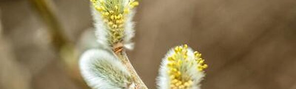 Переменчивая погода ждёт приморцев на этой рабочей неделе