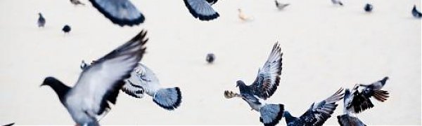 Голубей будут использовать для наблюдения за загрязнением городов