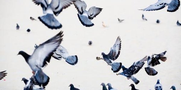 Голубей будут использовать для наблюдения за загрязнением городов