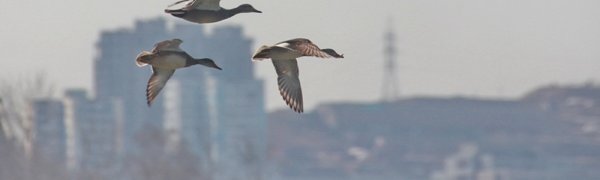 Владивосток отмечает Международный день птиц