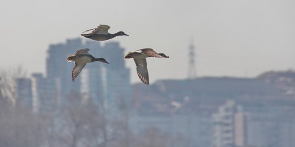 Владивосток отмечает Международный день птиц