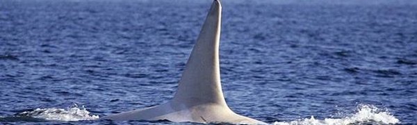 Белые косатки стали появляться в водах Дальневосточных морей